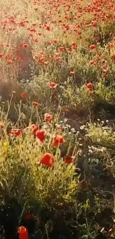 Sunlit field of red poppies in full bloom.