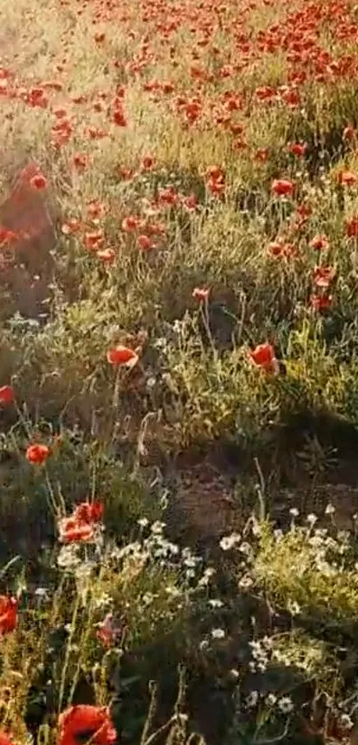 Sunlit field with red poppies and green grass.