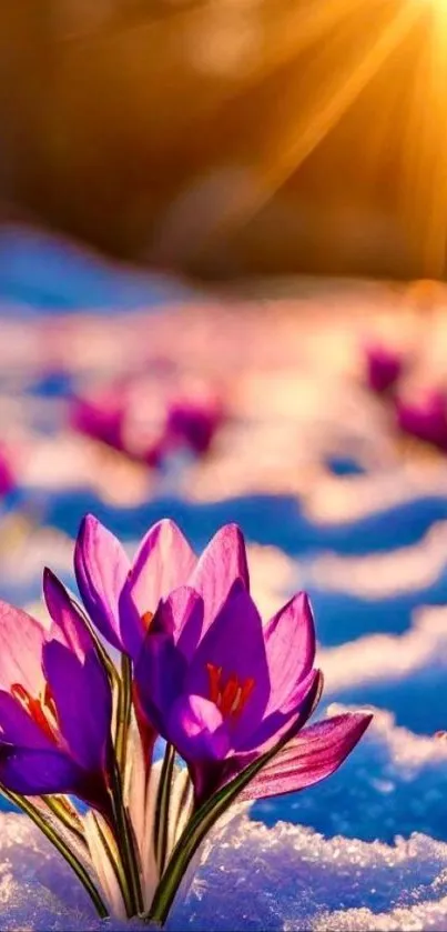 Purple flowers glow in snowy field under golden sunset.