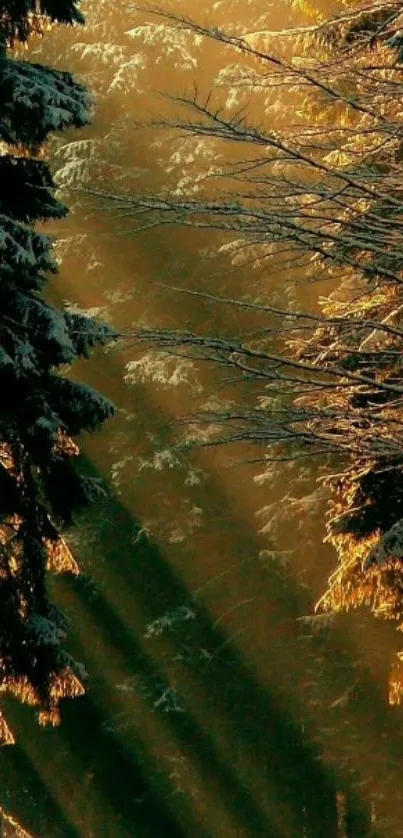 Sunlight filtering through snowy forest trees in winter.