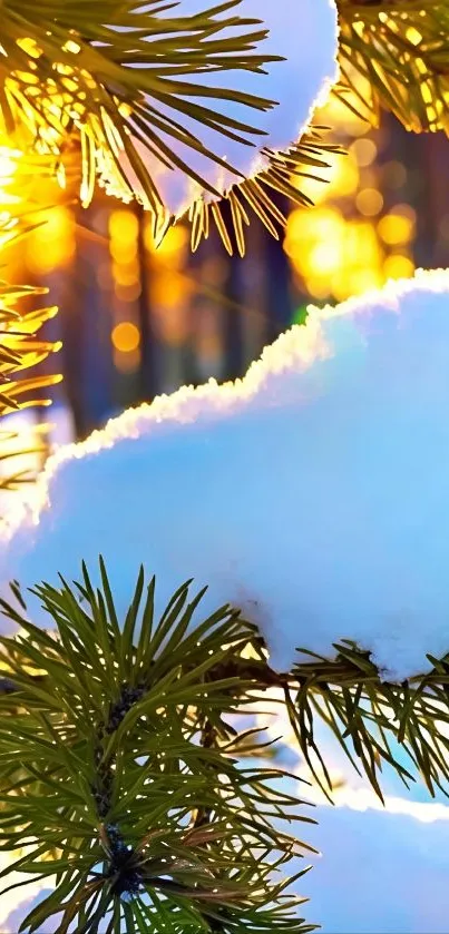 Snow-covered pine branches with golden sunset glow.