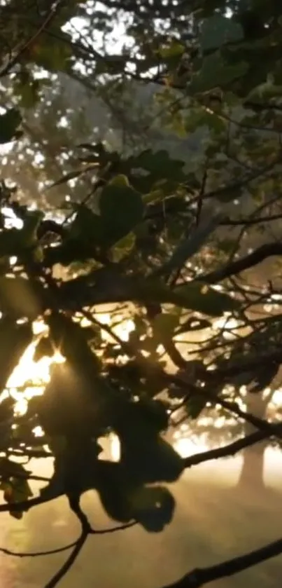 Sunlit tree branches with golden sunlight filtering through lush leaves.