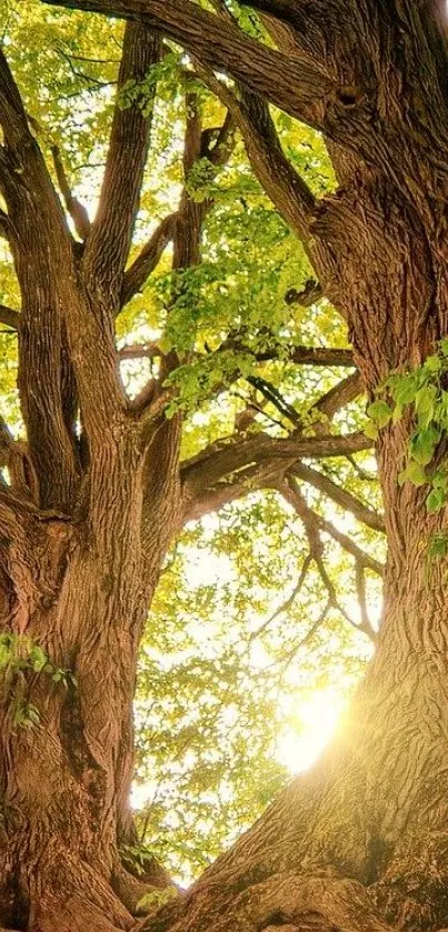 Sunlit tree canopy with vibrant green leaves.