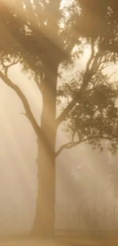 Sunlit tree in misty morning with golden sun rays.