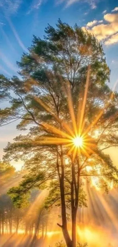 Sun shining through tree on a bright morning landscape.