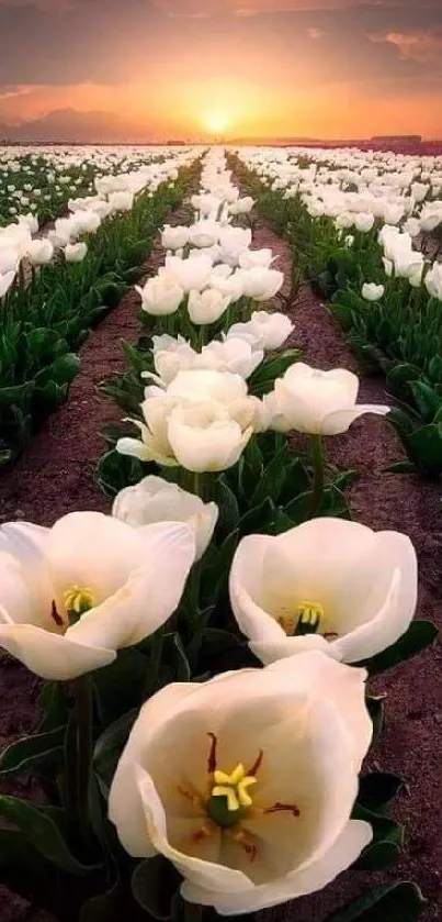 White tulips in a field at sunset, creating a serene natural scene.