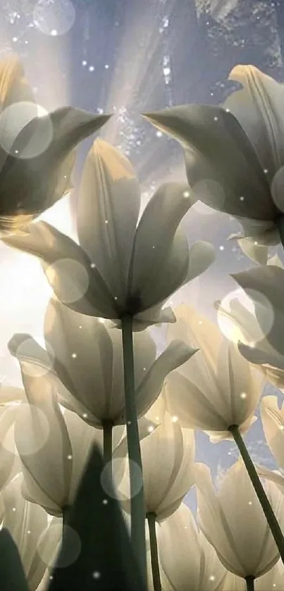 Sunlit white tulips stretching towards the sky, creating a serene mobile wallpaper.