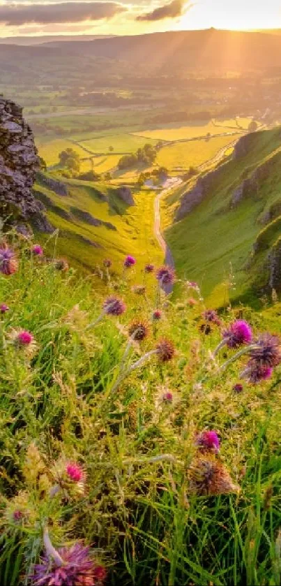 Sunlit valley landscape with sunset and wildflowers.