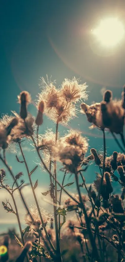 Sunlit wildflowers under a bright sun in a teal sky.