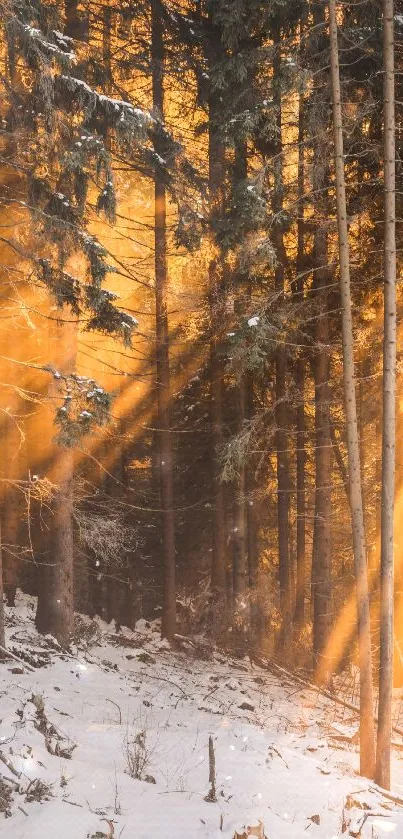 Sunlit winter forest with snow and golden light filtering through trees.