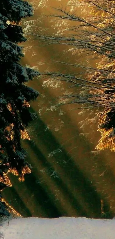 Sunlit forest path with golden light and snowy trail.