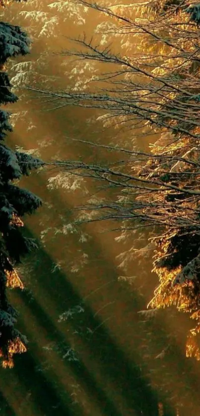 Sunlit winter forest with golden rays through snow-covered trees.