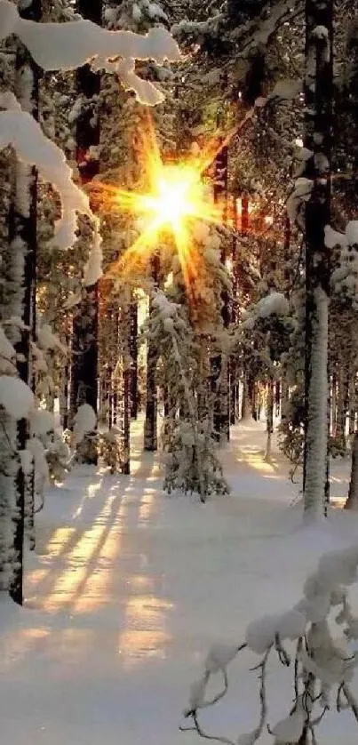 Sunlight shining through snowy forest trees, creating a tranquil winter scene.