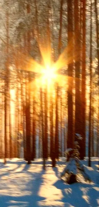 Sunlight streaming through snowy forest trees during winter morning.