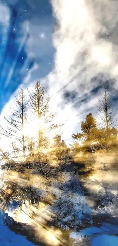 Sunlit winter forest with snow and trees.