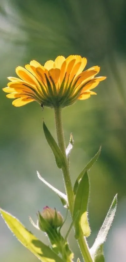 Sunlit yellow flower with green leaves.