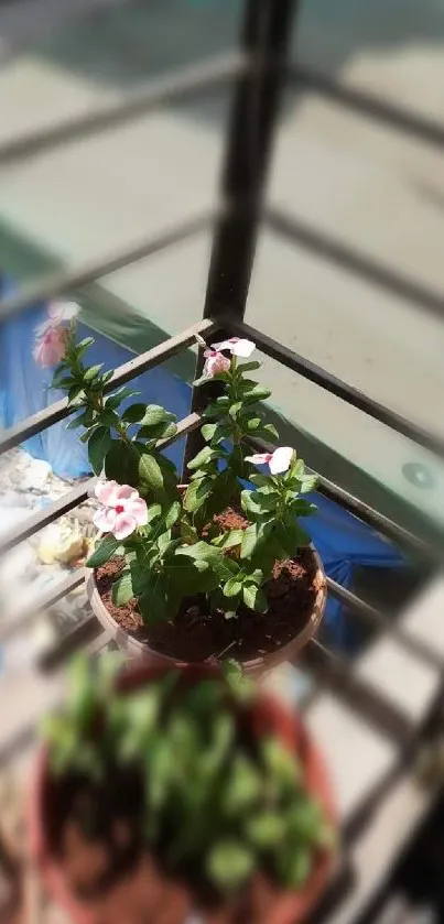 Colorful potted flowers on balcony with blurred background.