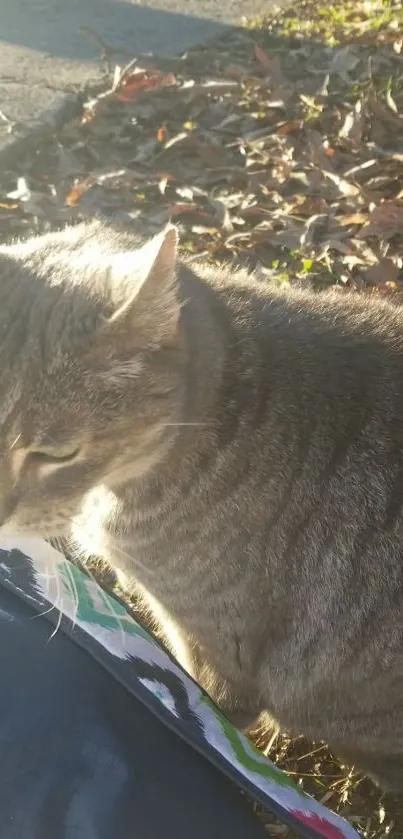 Tabby cat in autumn leaves, sunlit and cozy.