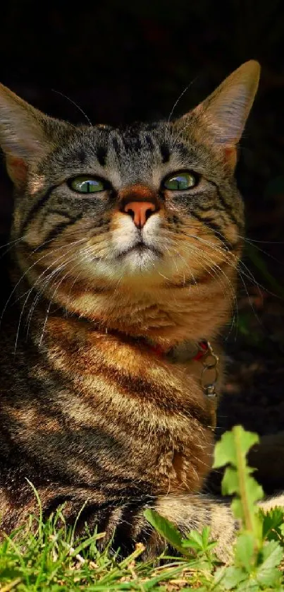 Tabby cat relaxing in sunlight on green grass.