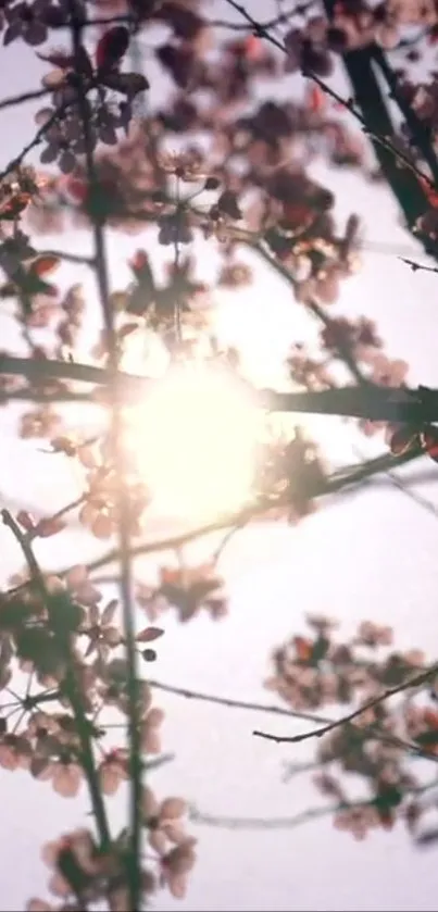 Sunlit cherry blossoms with branches in gentle focus.