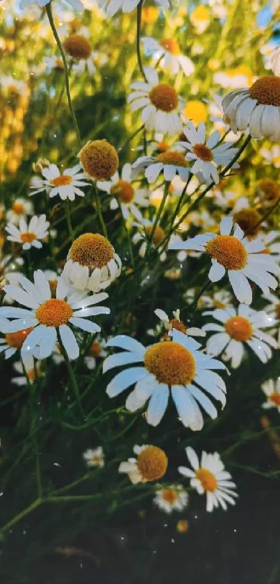 Vibrant daisy field under a sunny sky.