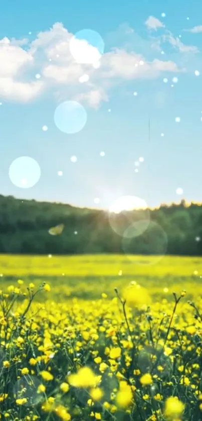 Yellow flower field under a bright blue sky with sunlight.