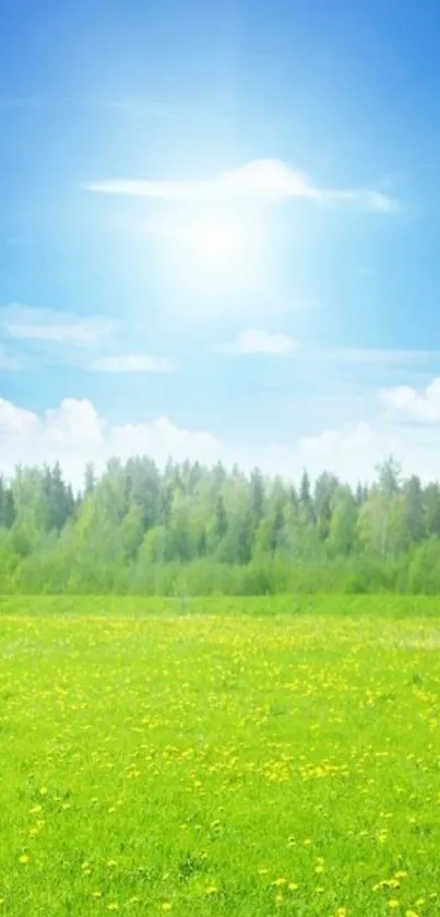 Sunny field with blue sky and sun shining brightly.