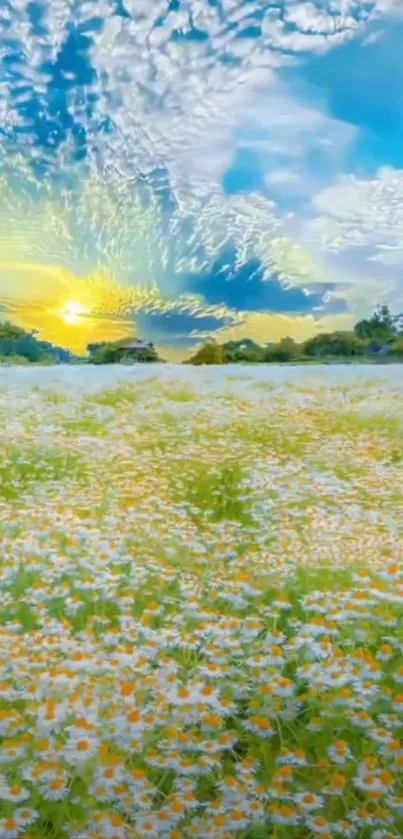 Sunlit daisy field under vibrant sky