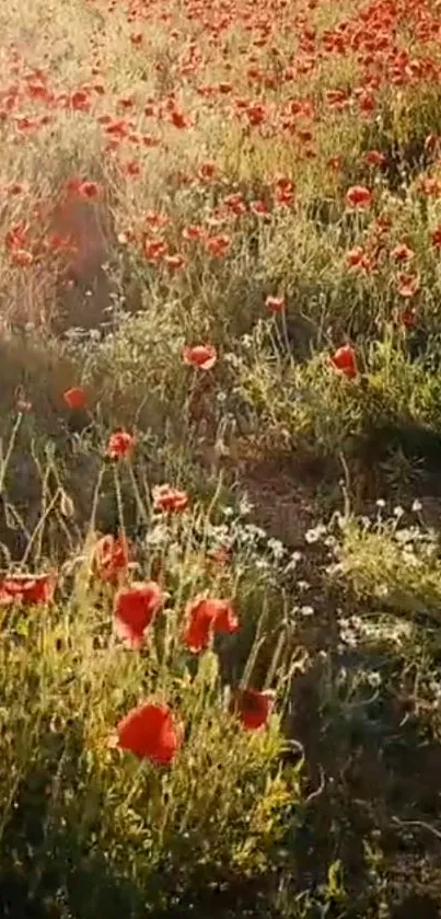 Vibrant poppy field under warm sunset light, showcasing nature's beauty.