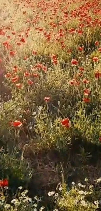 A sunlit field of vibrant red poppies swaying in a lush green landscape.