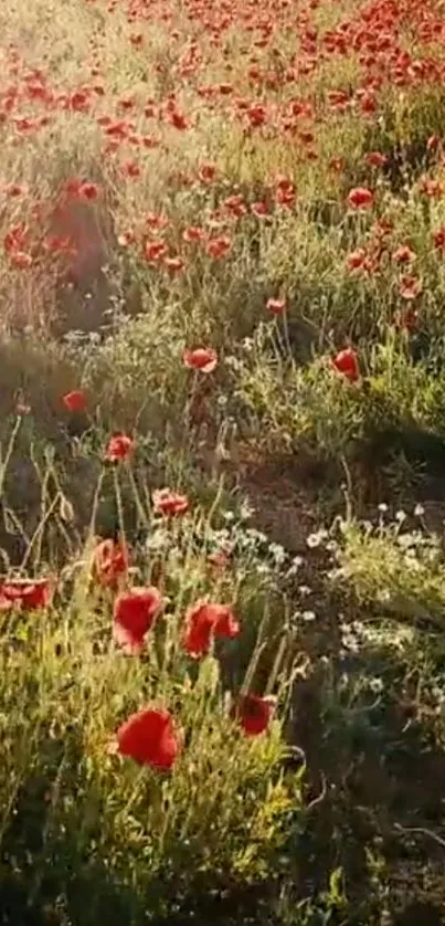 A vibrant field of red poppies under a sunny sky, perfect for mobile wallpaper.