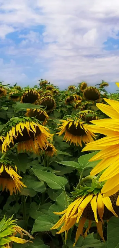 A vibrant field of sunflowers beneath a blue sky, perfect for mobile background.