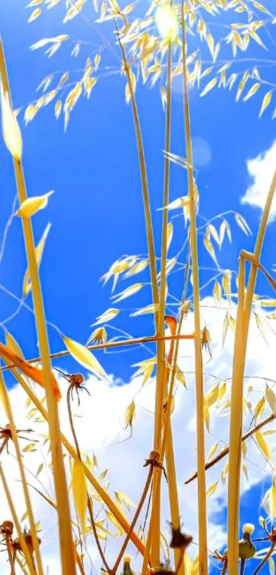 Golden grass under a vibrant blue sky, exuding serenity.