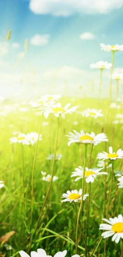 Mobile wallpaper of daisies in a sunny, green field.