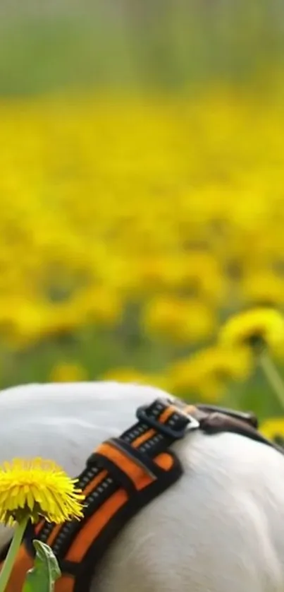 Dog in a vibrant yellow dandelion field, capturing a sunny spring day.