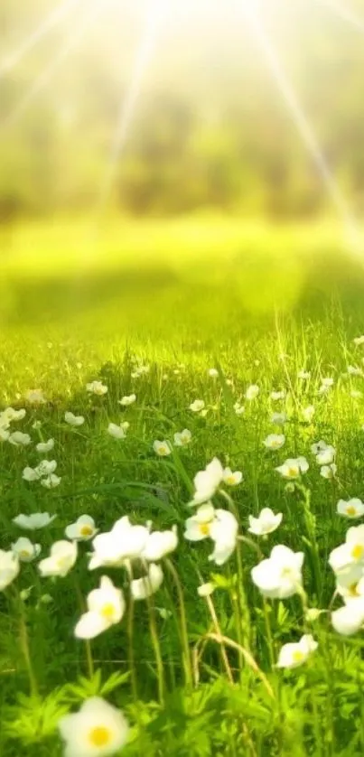 Mobile wallpaper of a sunlit field with white flowers and lush green grass.