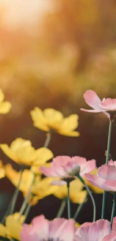 Sunny floral mobile wallpaper with pink and yellow flowers.