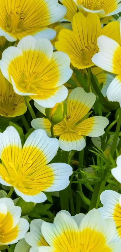 Vibrant yellow and white flowers wallpaper.