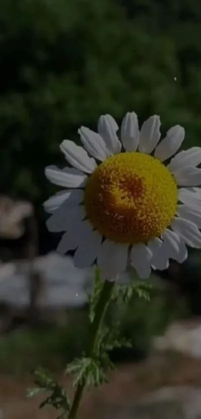 Daisy in natural background wallpaper.