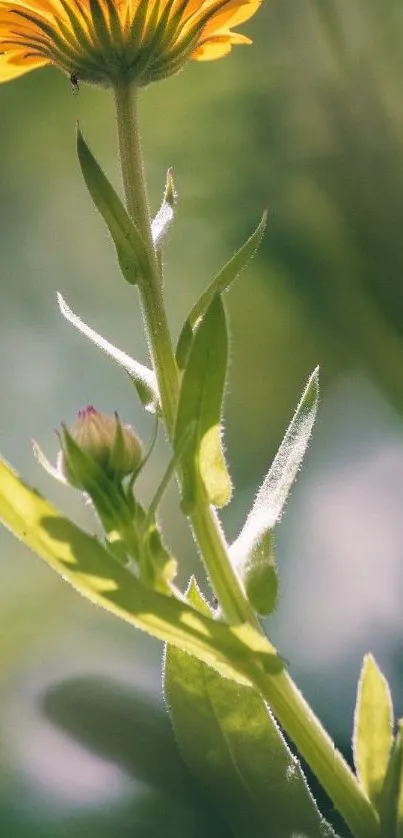 Close-up of flower and stem with yellow petals in soft sunlight.