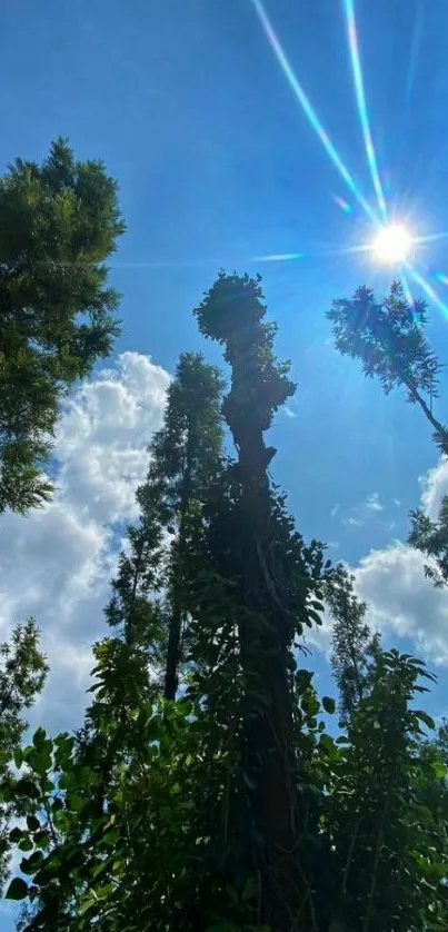 Sunlight filters through tall forest trees with a bright blue sky backdrop.