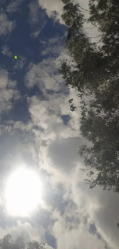 Sunny sky with fluffy clouds and forest view.