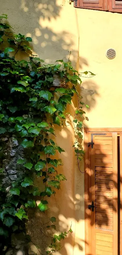 Rustic wall with ivy in sunlight creating a warm aesthetic.