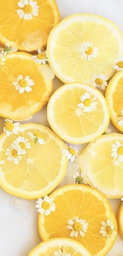 Yellow lemon slices with chamomile flowers wallpaper.