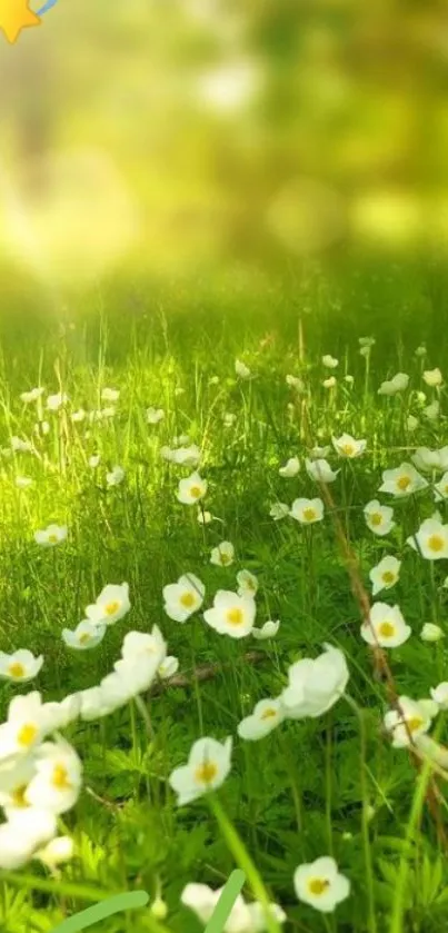 Sunlit meadow with white flowers in a serene green field.