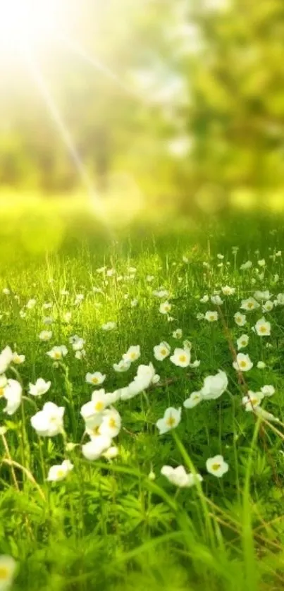 A sunny meadow with white flowers under bright sunlight.