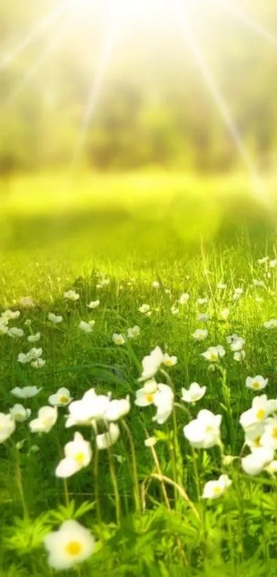 Bright sunlit meadow with white flowers in lush green grass.