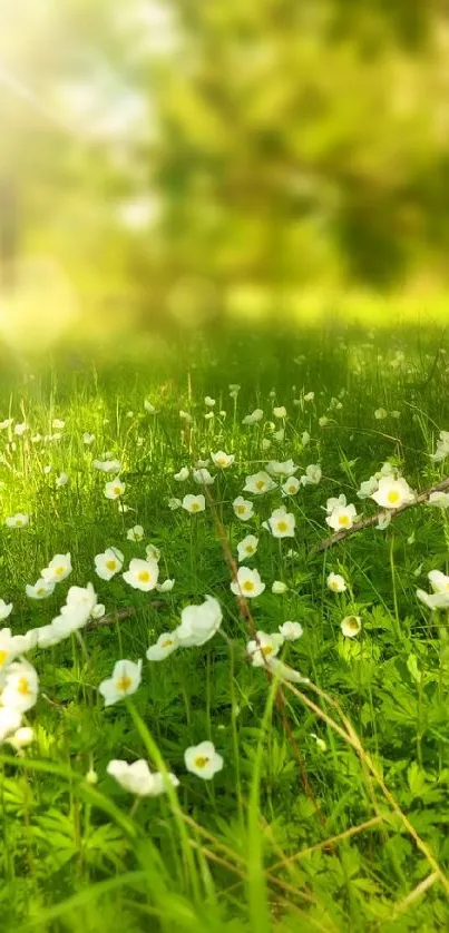 Sunny meadow with wildflowers in bloom under gentle sunlight.