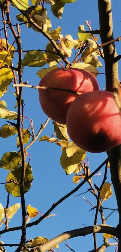 Red apples hanging among autumn leaves against a blue sky.