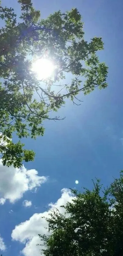 Bright sunny sky with green trees and fluffy clouds.